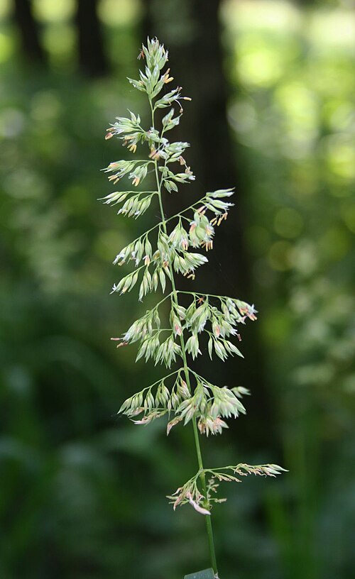 reed canary grass